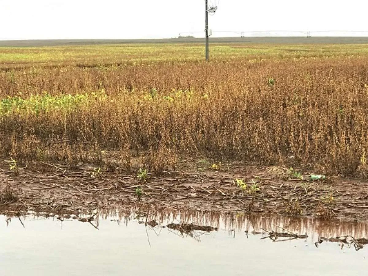 RS: Apesar das condições climáticas desfavoráveis, avança colheita da soja
