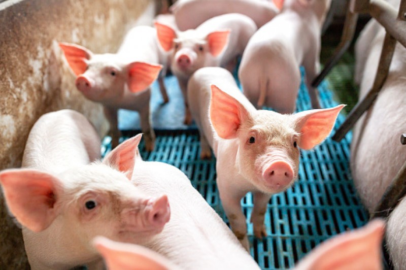 Na semana passada, autoridades sanitÃ¡rias canadenses jÃ¡ tinham anunciado as trÃªs primeiras plantas brasileiras habilitadas a exportar carne suÃ­na ao paÃ­s