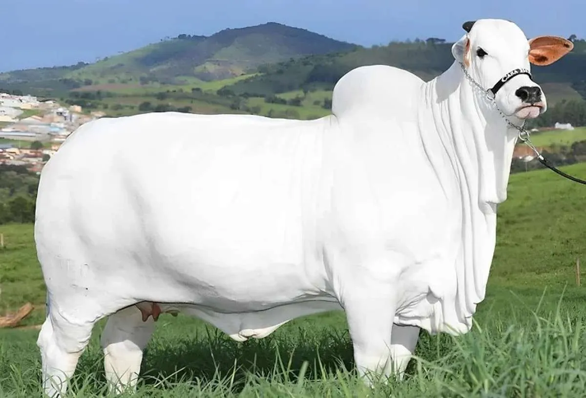 Bezerra da vaca mais cara do mundo foi leiloada por R$ 3 milhões para ajudar o RS